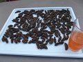 Mopani worms